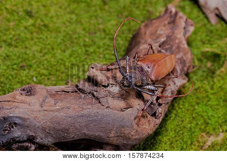 Longhorn Beetle (rhaphipodus Fetalis), Beetle