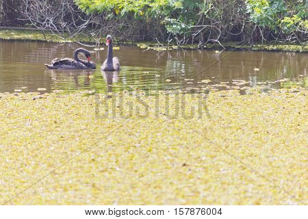 Two black swn swmming in a lake with plants