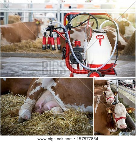Dairy Industry Collage