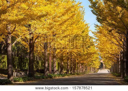 nice yellow color with ginkgo tree at Japan