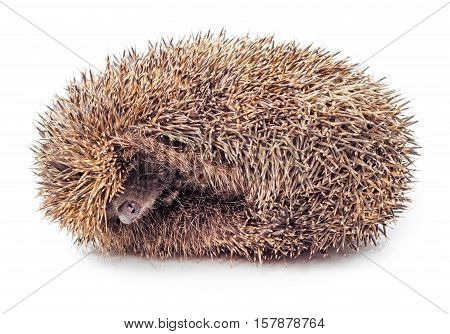 Hedgehog balled up isolated on white background.