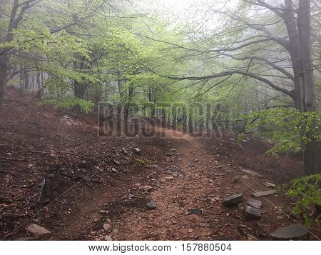 Beech forest. Fog in the forest. National Park of the Montseny in Catalonia. Path in the forest