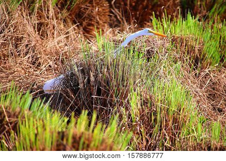 Bird walking through the straw at an extended angle