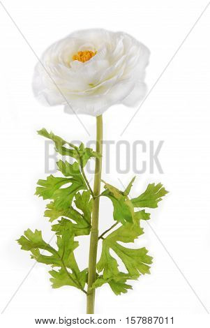 close up of the Rununculus Buttercup white flower isolated
