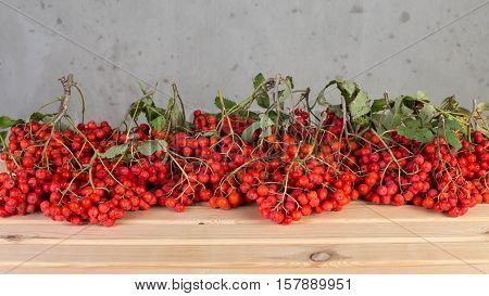 Beautiful red berries of rowan for interior decoration.