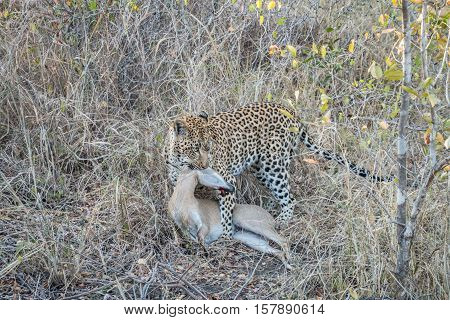 Leopard With A Duiker Kill.