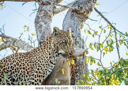 Leopard With A Duiker Kill.