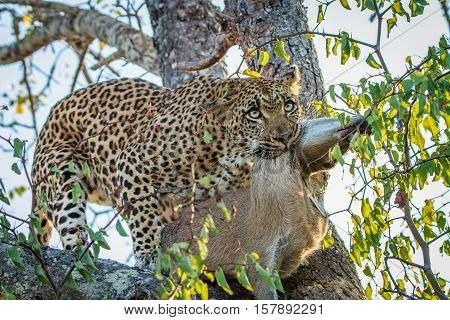 Leopard With A Duiker Kill.