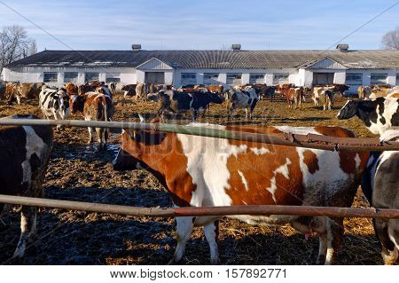 Cows grazing in a pen on a bright sunny autumn day
