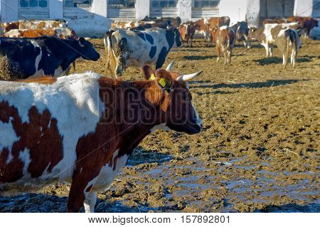 Cows grazing in a pen on a bright sunny autumn day