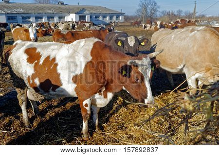 Cows grazing in a pen on a bright sunny autumn day
