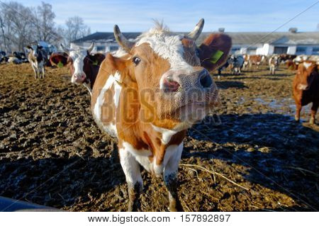 Cows grazing in a pen on a bright sunny autumn day