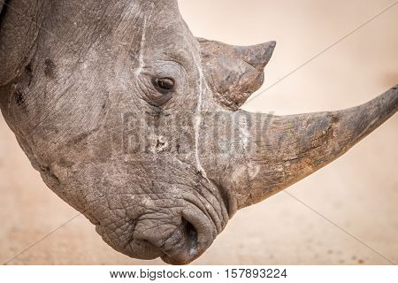 Side Profile Of A Black Rhino.