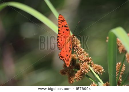 orange rot Buttlerfly auf wildes Gras