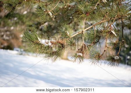 Pine branch in winter. On the snow background