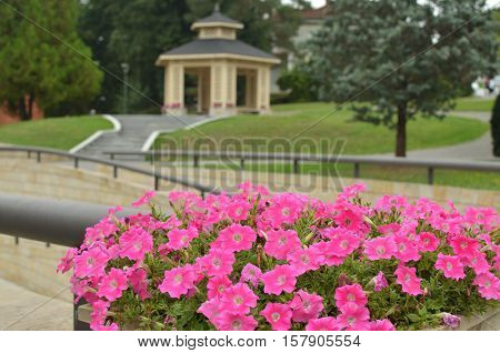 Flowers And Gazebo