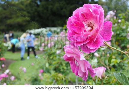Parnell Rose Gardens In Auckland New Zealand