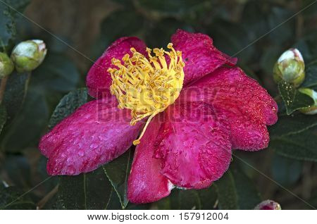 The early morning dew shimmers on a Yuletide Camelia in a Garden in North Carolina.
