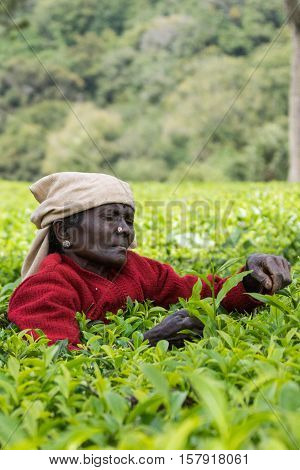 Nilgiri Hills India - October 25 2013: Short black-faced older woman only has shoulder and head above field of tea shrubs while she picks tea leaves. Shades of green red sweater beige head gear.