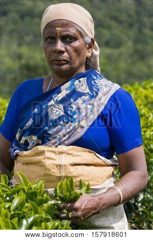 Nilgiri Hills India - October 25 2013: Portrait of middle aged Hindu woman with head gear picks tea leaves while half submerged in field of tea shrubs. Shades of green stern look.