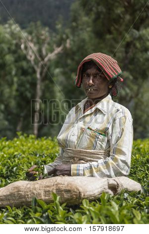 Nilgiri Hills India - October 25 2013: Portrait of middle aged woman with pink-green head gear picking tea leaves while half submerged in field of tea shrubs. Shades of green checkered light shirt.