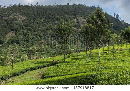 Nilgiri Hills India - October 25 2013: Fifty shades of green. Panorama view of tea plantation on with forest on horizon and a crew of picker in distance adding red and white dots. Blue sky.