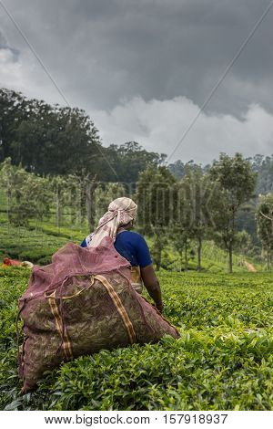 Nilgiri Hills India - October 25 2013: Woman with beige head gear picking tea leaves while half submerged in field of tea shrubs. Shades of green. Blue sari and mauve collection bag. Dark rainy sky.