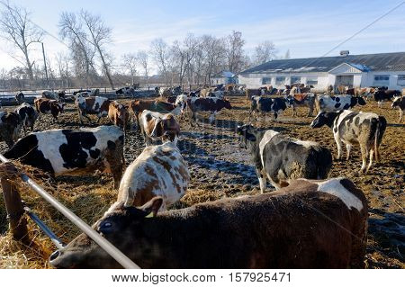 Cows grazing in a pen on a bright sunny autumn day