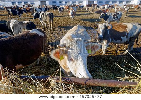 Cows grazing in a pen on a bright sunny autumn day