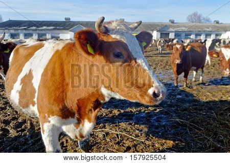 Cows grazing in a pen on a bright sunny autumn day