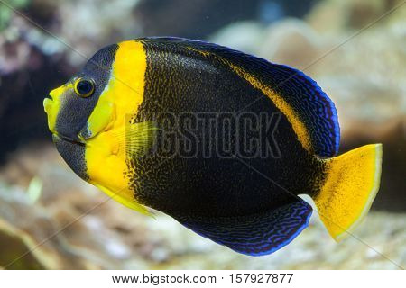 Scribbled angelfish (Chaetodontoplus duboulayi), also known as the Duboulay's angelfish. 