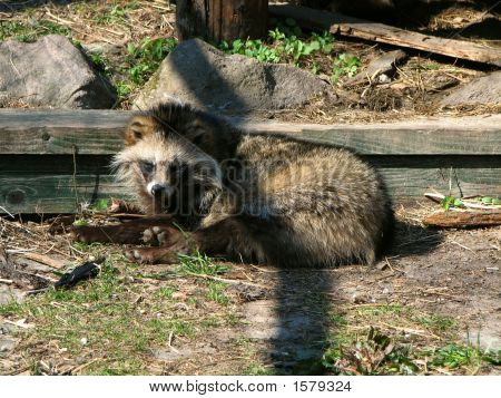 ดู badger