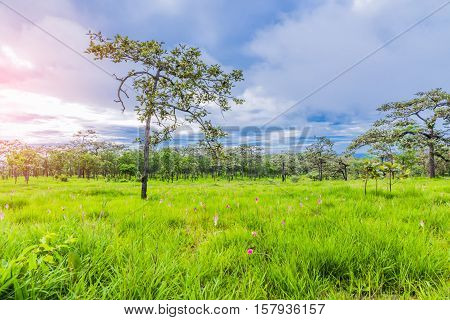 Krachiew Or Siam Tulib
