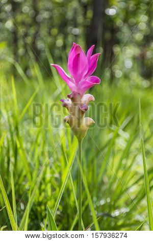 Krachiew Or Siam Tulib