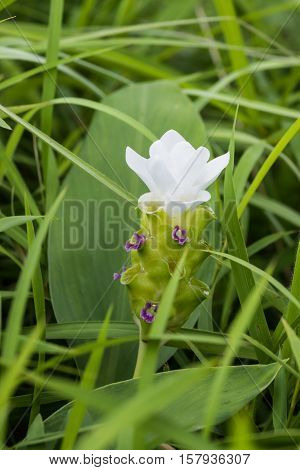 Krachiew Or Siam Tulib