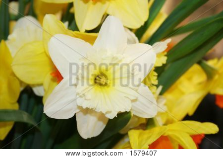 Kaunis Narcissus Fowers