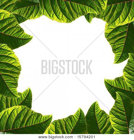 Cadre composé de produits frais vert feuilles, isolé sur fond blanc.