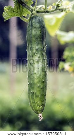 big green ripe cocumber outdoor macro closeup