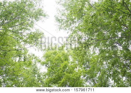 Beautiful Birch Forest In Summer.
