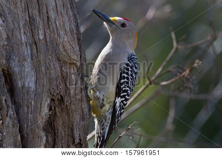 Woodpecker on dead tree looking for bugs.