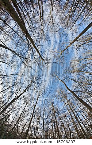 Krone der Bäume mit sky