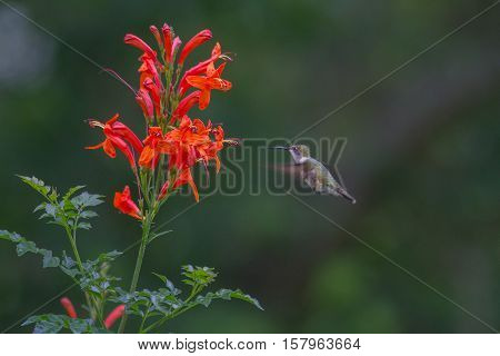 Ruby-throated Hummingbird getting nectar from Cape Honeysuckle.