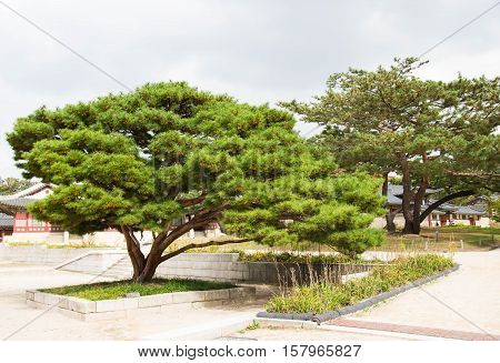 a big tree for tourist to rest in Changgyeonggung Palace, South Korea