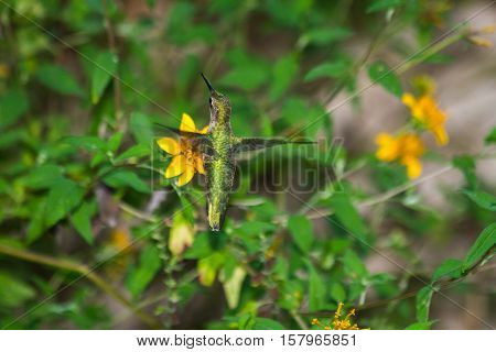 Ruby-throated Hummingbird getting nectar from yellow flower.
