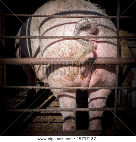 Big ass of a female pig in the sty in a country farmhouse