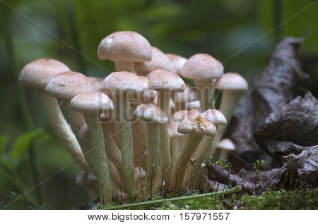 Hypholoma lateritium or brick cap is considered inedible in Europe and edible in USA and Japan