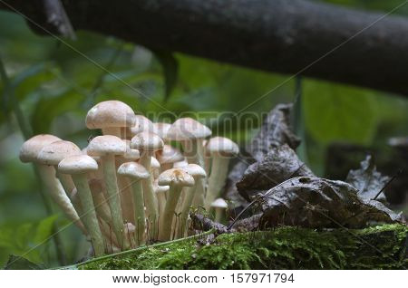 Hypholoma lateritium or brick cap is considered inedible in Europe and edible in USA and Japan