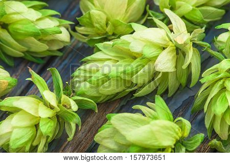 Green hop cones lying on the old wooden painted surface, agricultural background