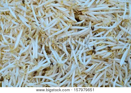 Pile Of Fresh Organic Bean Srouts For Cooking