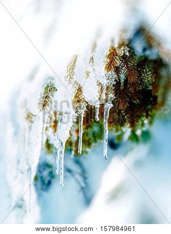 Beautiful snow smrek. Beautiful detail of tree